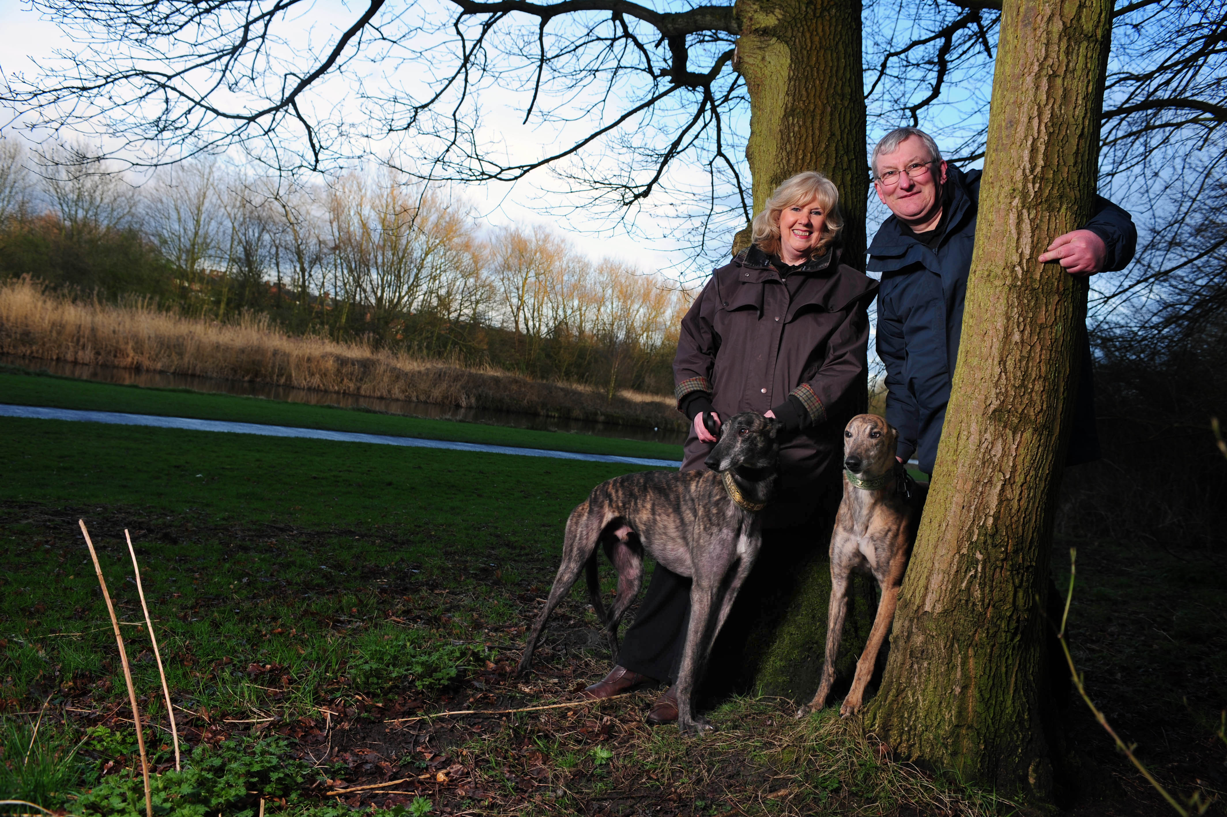 image greyhounds in a park